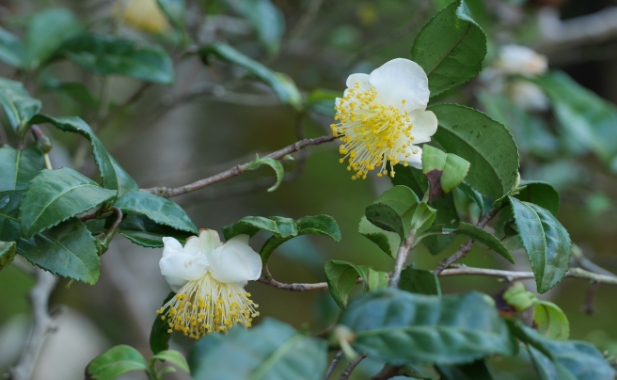 チャノキの白い花と緑の葉