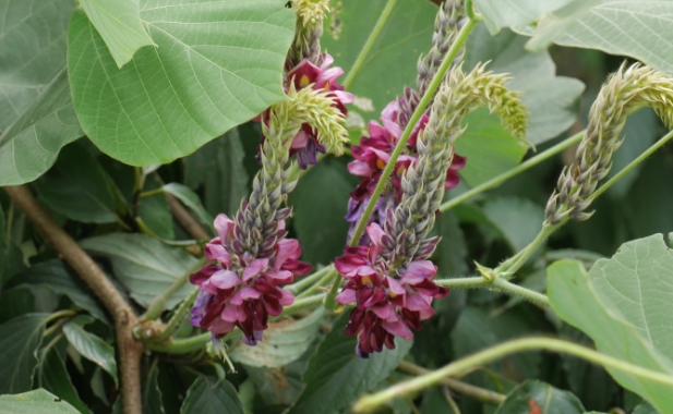 紫色のクズの花