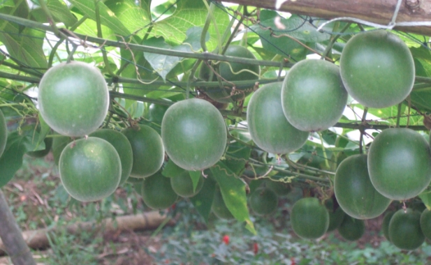 つるに実る緑色の羅漢果
