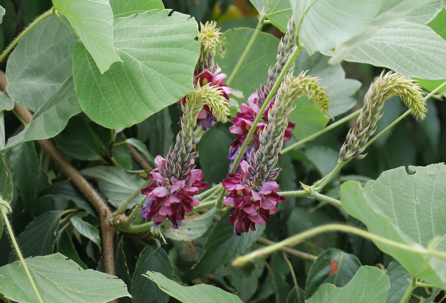 取り扱い原料イメージ写真02